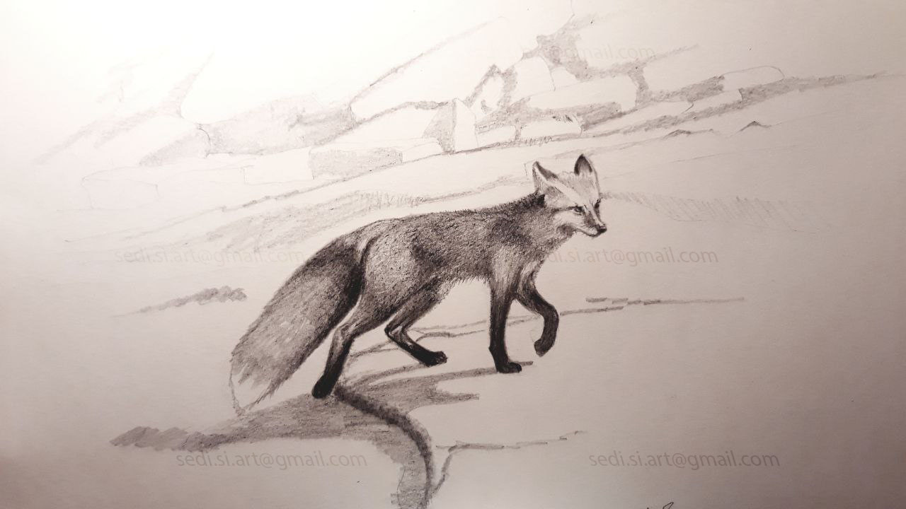 a fox