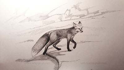 a fox